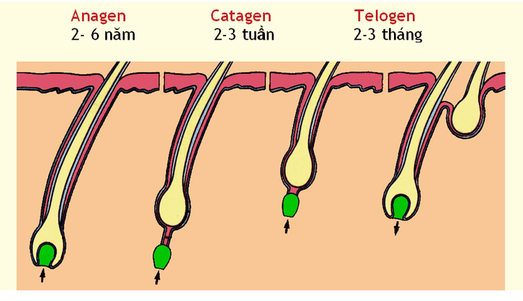 chu kì phát triển của tóc 