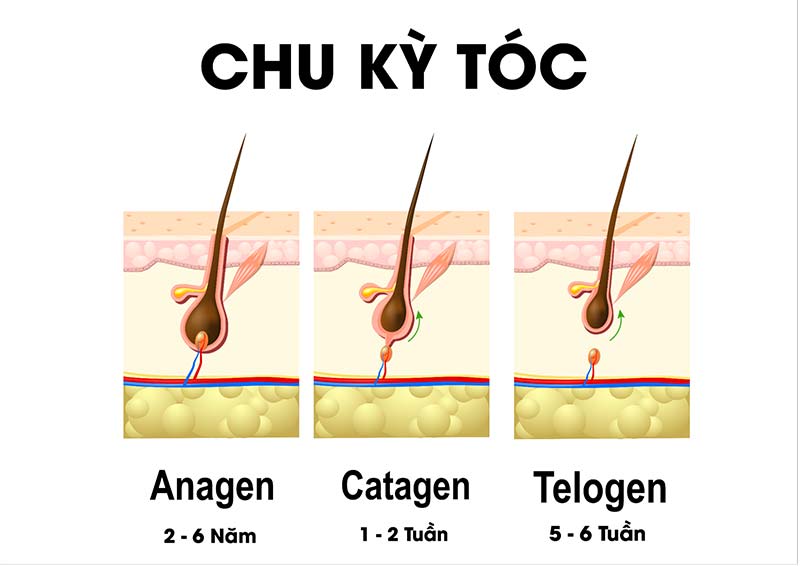 chu kì sinh trưởng phát triển của tóc 